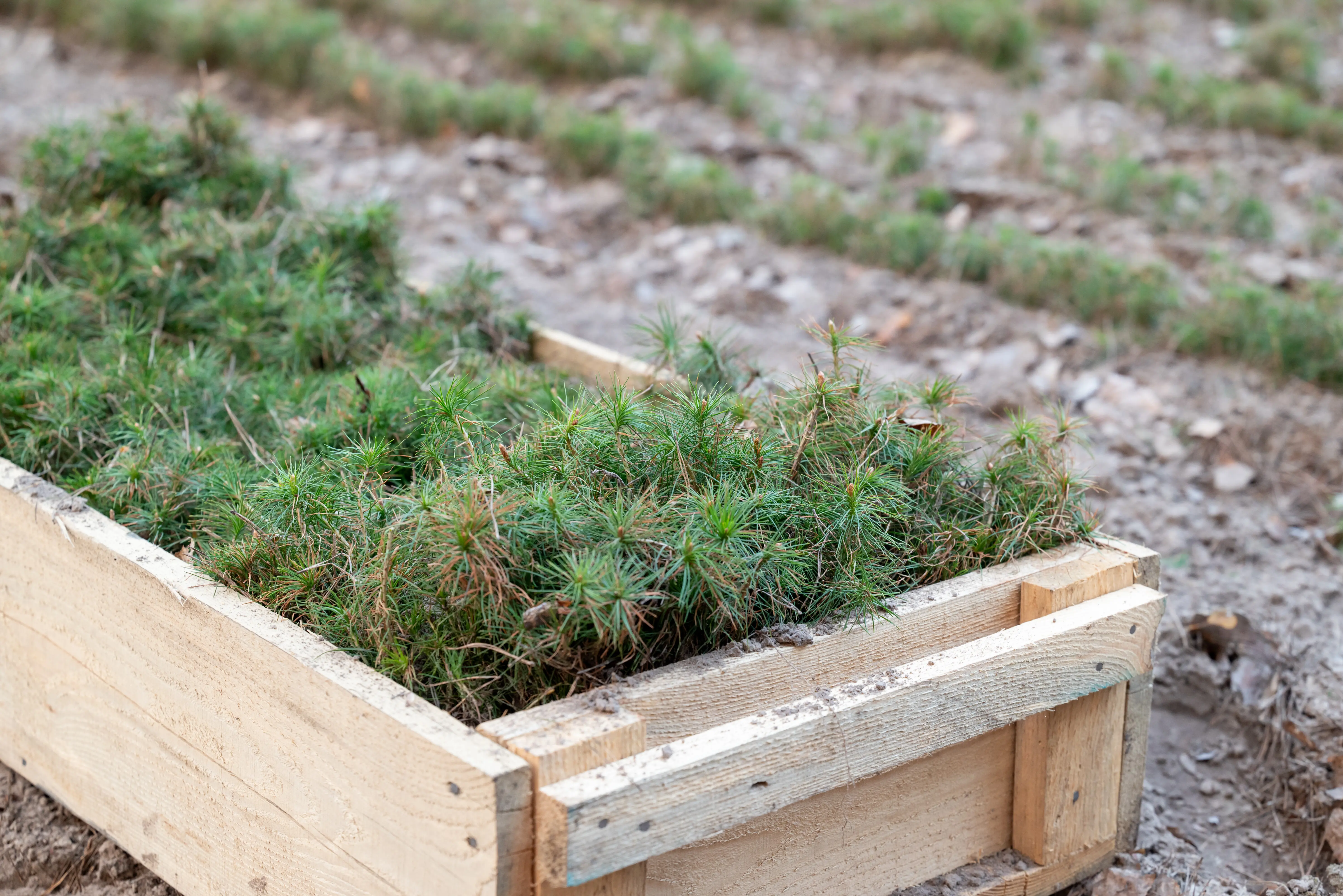 A close-up view of small, young pine sprouts growing in a wooden box.