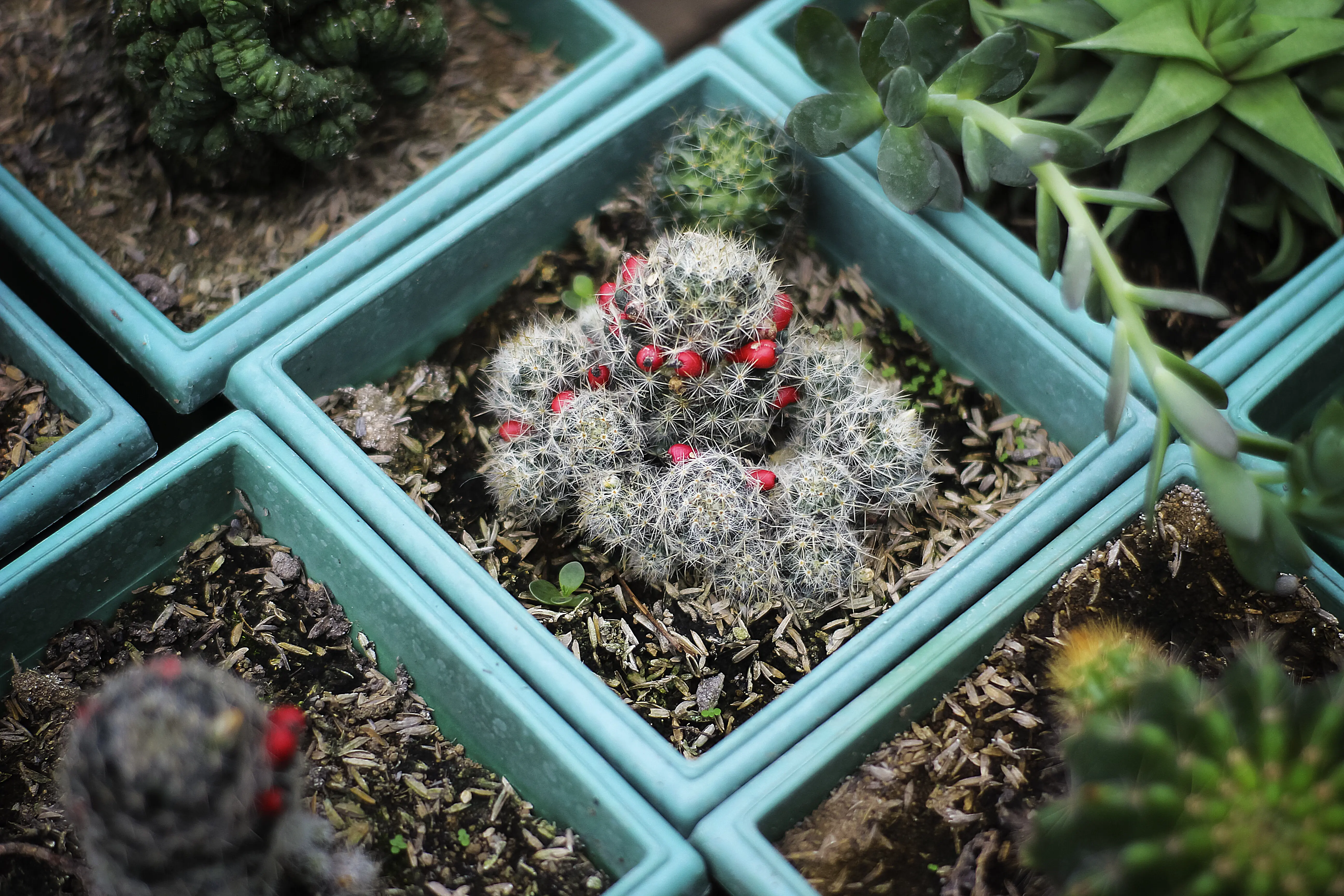 Potted plants seen from above.
