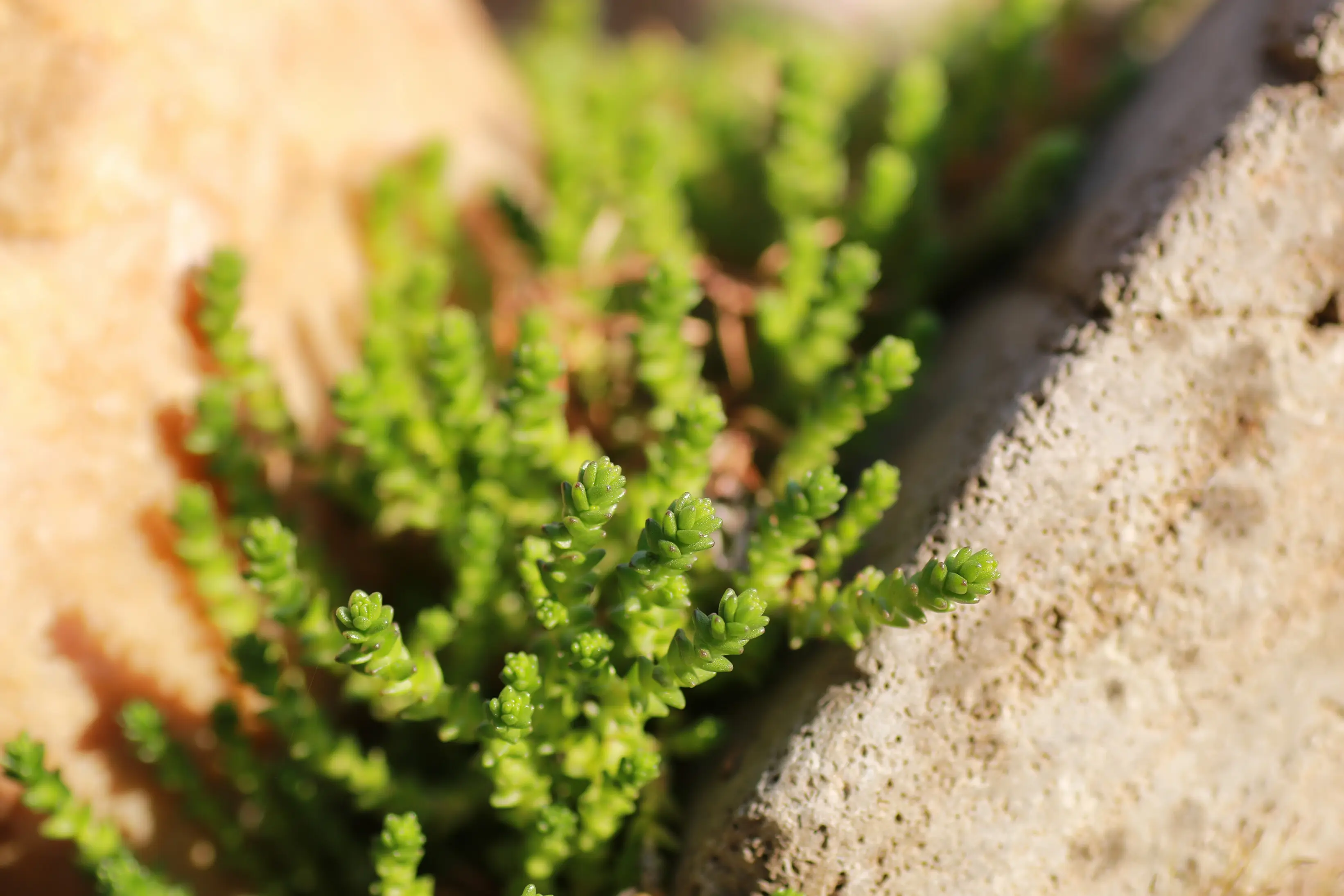 A flower and spring grass