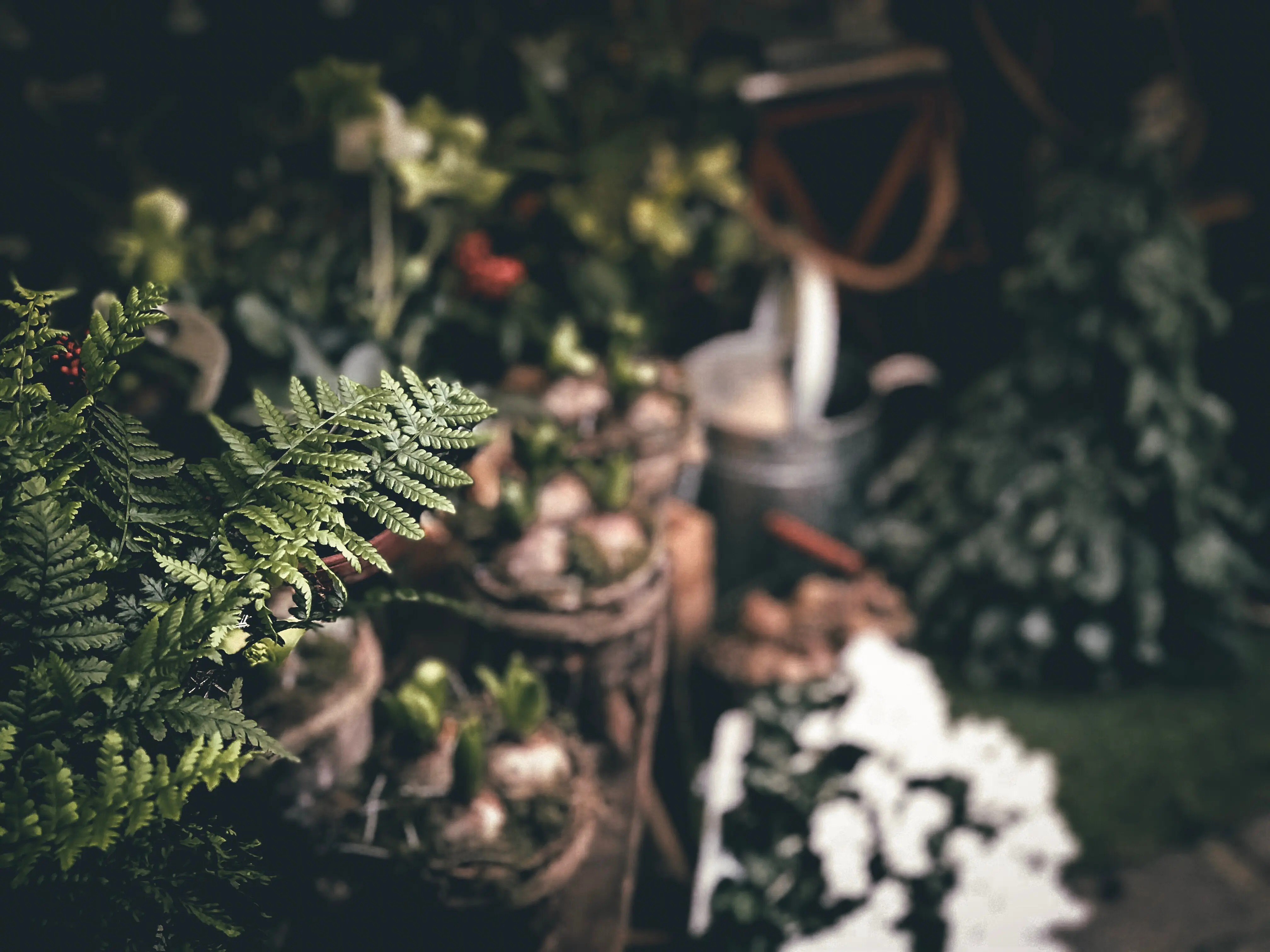 A close-up view of a fresh green plant.
