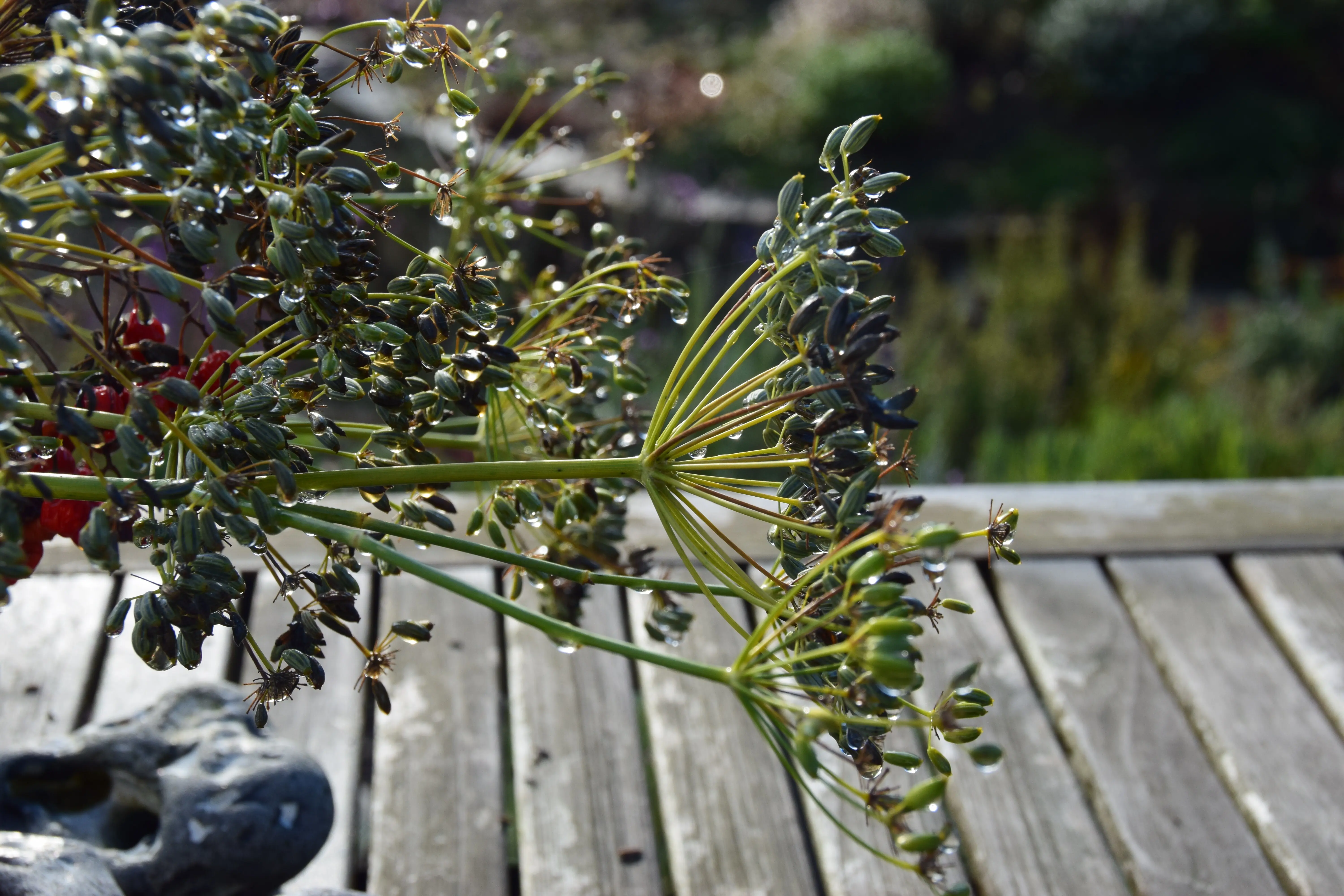 Close-up of plants growing outside.